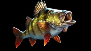 Поклевки окуня на мормыш и мотыля.