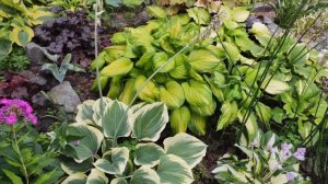 Корневая гниль у хосты...причина возникновения и мой способ борьбы с ней