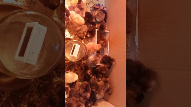 Итоги инкубации кросса доминант// птичий двор в городе смотреть онлайн