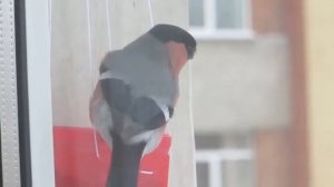 Кормушка для птиц  Синица  поползень  снегирь