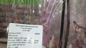 ОРХИДЕИ В АШАНЕ //05 07 24//