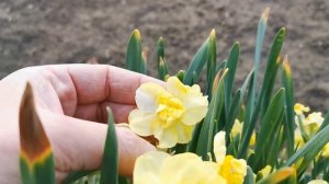 Narcissus Yellow Cheerfulness, a double flower daffodil with several flowers per stem