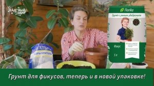 Фикусы   это модно! Пересадка фикуса Бенджамина и Эластика