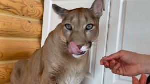 Пума не ест рыбу?!