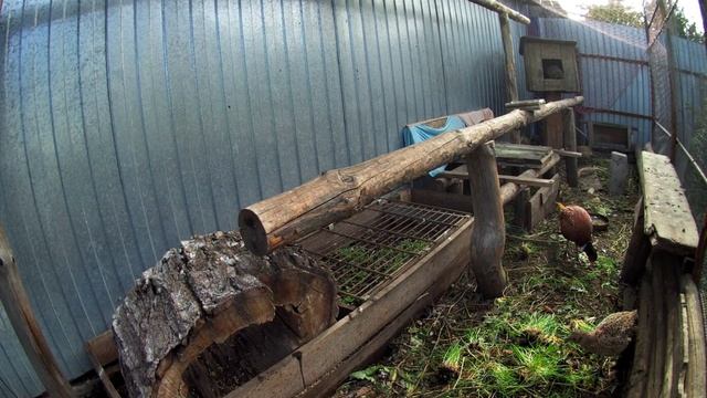 Гидропонный зелёный корм или трава для кошек в рационе домашней птицы. Комплексный обед для фазанов смотреть онлайн