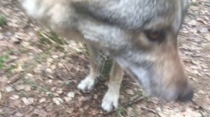 Как подружиться с волком