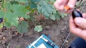@Виноград Матадор в Полтаві. Ранній, ягоди велетні