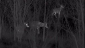 PULSAR TRAIL XP 50 .... Deers are coming.....