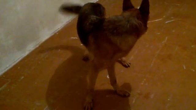 Бешенство у немецкой овчарки смотреть онлайн