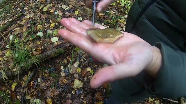 Грибы в конце Октября Московская Область смотреть онлайн