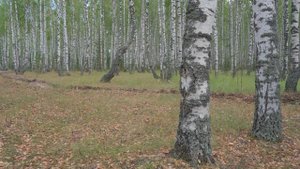 Брошенные места Нижегородской области, Русиново, Елховка, Пруды, Гремячка