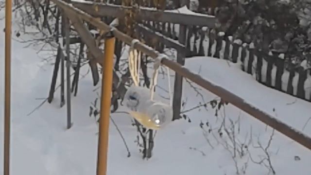 Как помочь птицам зимой. Кормушки для птиц