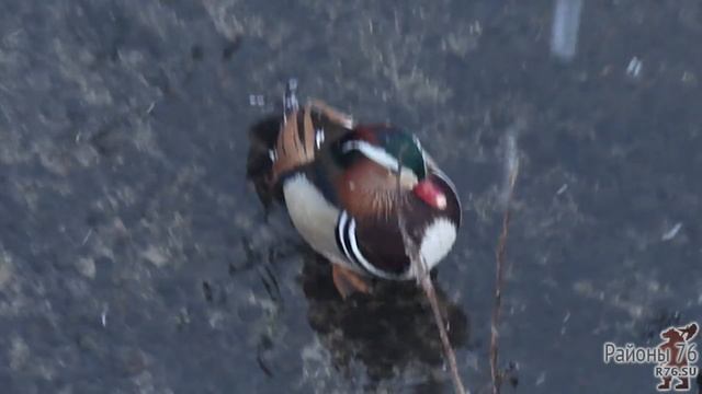 Утка-мандаринка в парке Судостроителей (Ярославль) смотреть онлайн