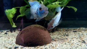 Наннакара неоновая,  нерест.