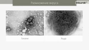 Вирусы и бактериофаги. Неклеточные формы жизни