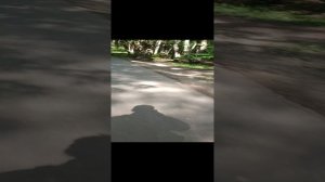 Июнь 2023. Битцевский парк. Велосипед.