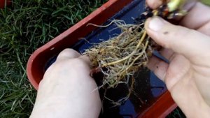 Рассада клубники в стаканчиках. Как подготовить ее к посадке на грядку?
