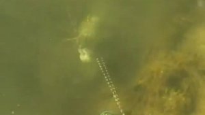 Подводная ловля щуки. Рыбалка на щуку под водой