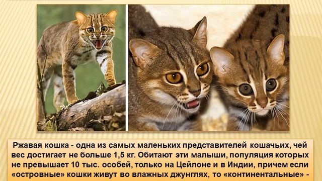 «Кошки бывают разные» смотреть онлайн