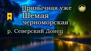 ✮ р. Северский Донец ✮ Привычная уже Трофейная Шемая черноморская ✮