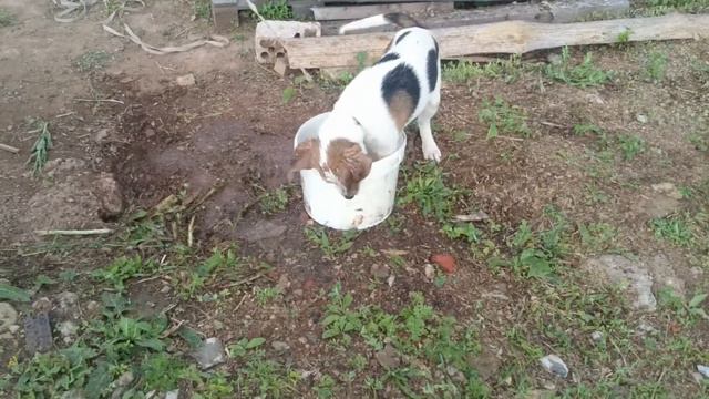 Русская пегая гончая, щенок дурачится с водой смотреть онлайн