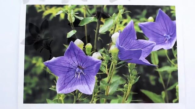 Он-лайн обучение суми-э "Осенние травы. Колокольчик и горечавка" смотреть онлайн