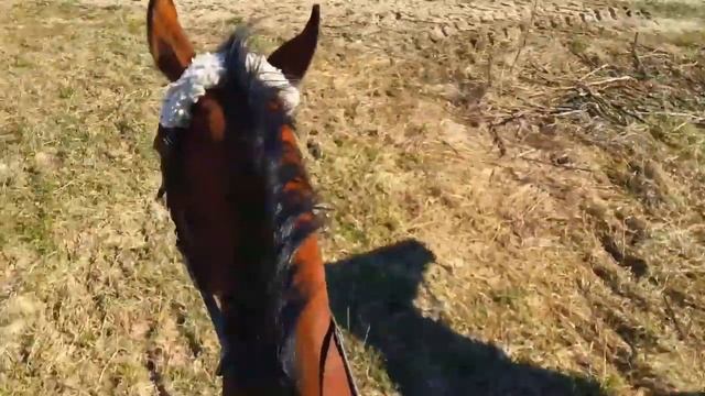 Жизнь студента-ветеринара | 1 КУРС смотреть онлайн