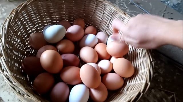 Какие куры несут "золотые" яйца. Бизнес на яйцах!