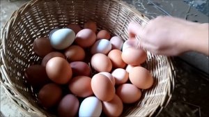 Какие куры несут "золотые" яйца. Бизнес на яйцах!