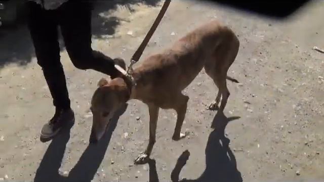 JADE смотреть онлайн