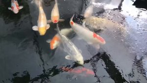 Японские карпы Кои в моем маленьком пруду в теплице.