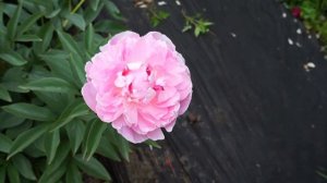 Пион ELIZABETH PRICE