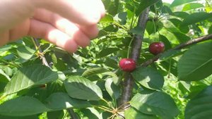 Вишня Эрди Крупноплодная