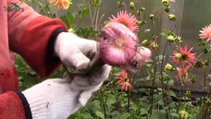 Подготовка гладиолусов к зиме: выкапываем луковицы, готовим к хранению - 7 дач