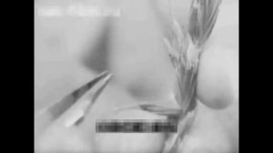 ГИБРИД ПЫРЕЯ И ПШЕНИЦЫ. ОДИН РАЗ ПОСЕЯЛ - УБИРАЙ МНОГО ЛЕТ #земледелие #растениеводство #агрономия