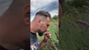 Тамарикс