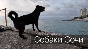 Собаки Сочи