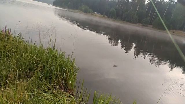 Волчихинское водохранилище. Четвертая серия. Коровашка