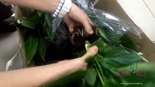 Как сделать Вертикальное озеленение - МК от GREEN TREE