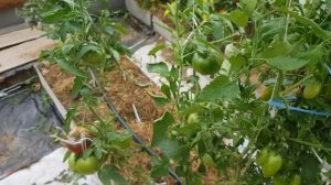 Сорт томата Зеленый тигр - сладкая кофетка 20,08,23