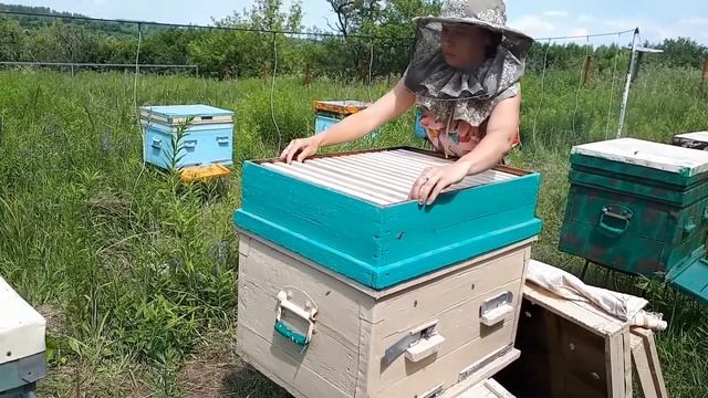 Ставлю магазины. Помощь роям. смотреть онлайн