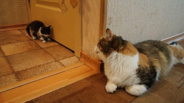 Котята Люк и Лея - от 1 до 37 дней смотреть онлайн