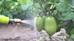 Ваши томаты не доживут до августа если не сделаете так! Брызгайте помидоры не бойтесь фитоспорином!