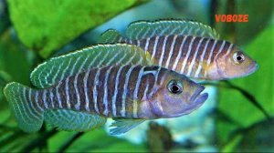 Лапрологус Симилис. Содержание в аквариуме, разведение, совместимость и уход Lamprologus similis