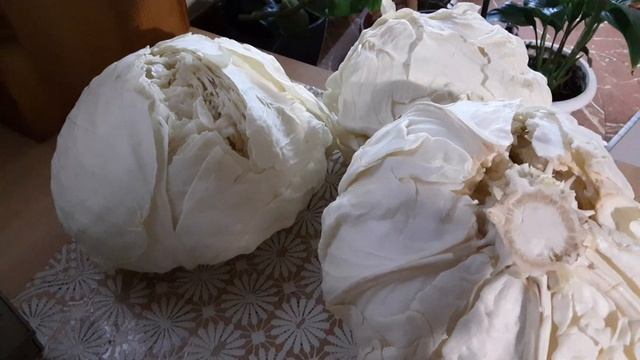 Почему не храниться капуста. смотреть онлайн