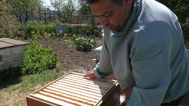 Второе расширение пчел улей Дадан смотреть онлайн