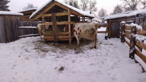 Жалуюсь.... Выгодно ли держать коров !?