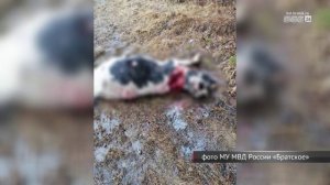 Медведь вышел к людям в одном из районов Братска