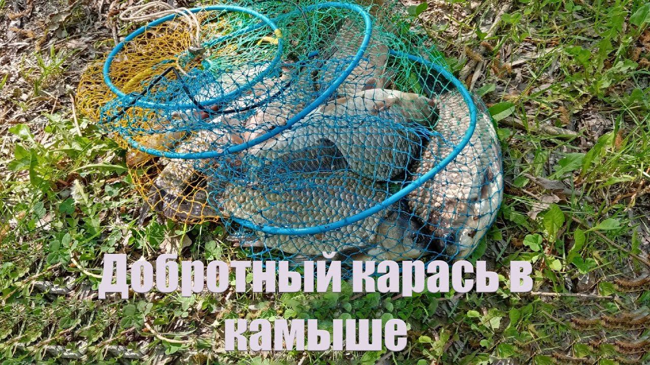 ДОБРОТНЫЙ КАРАСЬ В КАМЫШЕ | РЫБАЛКА НА ПОПЛАВОК В ЗАЛИВЕ,РЕКА ВОЛГА. смотреть онлайн
