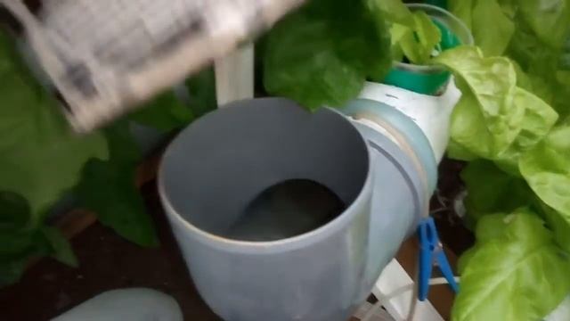 Салат на гидропонике неудачный опыт с питанием